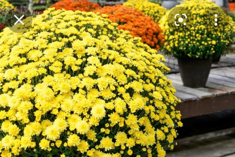 Fleurissement pour la toussaint plantes fleurs coupées entretien livraison 