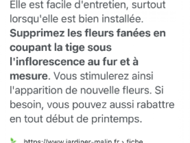 Fleurissement pour la toussaint plantes fleurs coupées entretien livraison 