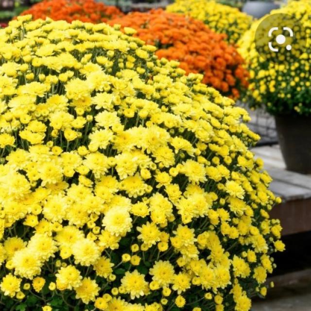 Fleurissement pour la toussaint plantes fleurs coupées entretien livraison 